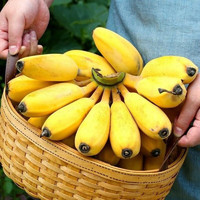 乡语小吖 广东苹果蕉3斤 新鲜水果 当季现摘 小香蕉 小米蕉 芭蕉 生鲜