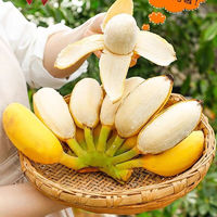 乡语小吖 广东苹果蕉1斤 新鲜水果 当季现摘 小香蕉 小米蕉 芭蕉 生鲜