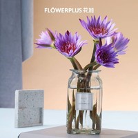 FlowerPlus 花加 鲜花 紫色睡莲10枝