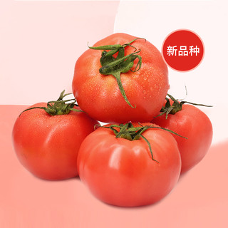 GREER 绿行者 沙瓤西红柿 2.5kg