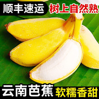 言片光云南现砍芭蕉甜香蕉5斤装树上自然熟新鲜水果 5斤装