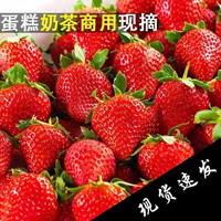 乡语小吖新鲜商用草莓 5斤 酸草莓 奶茶蛋糕夏季草莓在现摘烘焙水果 生鲜