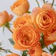 花点时间 多头玫瑰鲜花情人节礼物送速递云南基地直发水养插鲜切花