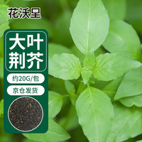 花沃里 大叶荆芥种子20g 蔬菜种子四季菜种籽速成菜阳台盆栽土庭院田间种