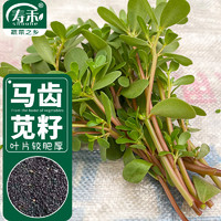 寿禾 shouhe 马齿苋种子野生食用蚂蚱菜四季蔬菜种籽 潍育肥尖马齿苋种子20g