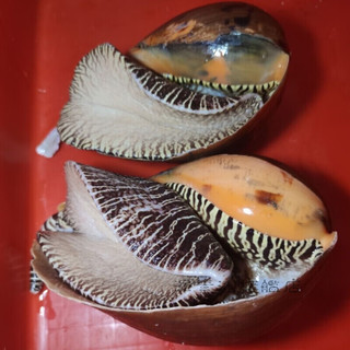 源外园  鲜活椰子螺 大海螺大黄螺肉螺 1斤