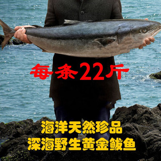 源外园 特大黄金鲅鱼  新鲜速冻  8-26斤 生鲜海鲜水产 24-26斤(一条净重)