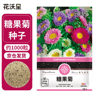 花沃里 糖果菊花种子约1000粒 花卉种子阳台种菜土盆栽蔬菜种子庭院草籽