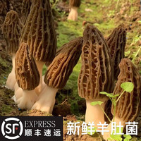 青樱红荔贵州特产山珍羊肚菌新鲜当季现摘野生菌羊肚菇食用菌菇顺丰 浅棕 1500g
