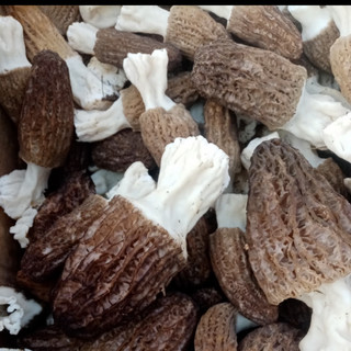 青樱红荔贵州深山特产食用菌新鲜当季现货羊肚菌野生蘑菇菌菇顺丰 浅棕色 250g