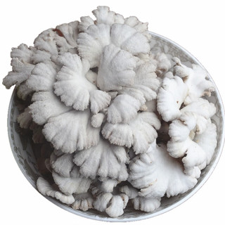 卡布诺云南新鲜白参菌食用菌菇鲜货菌类蘑菇雪莲菌特产应季蔬菜生鲜顺丰 500g