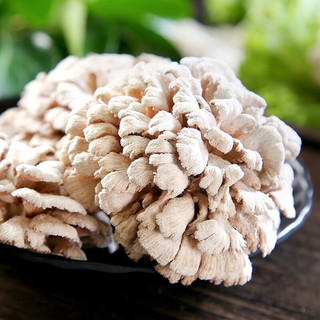 卡布诺云南新鲜白参菌食用菌菇鲜货菌类蘑菇雪莲菌特产应季蔬菜生鲜顺丰 500g