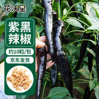 花沃里紫黑辣椒10粒/包 蔬菜种子盆栽阳台种菜土四季菜籽阳台/庭院种植