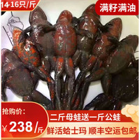 鲜木石蛤蟆东北活林蛙哈士蟆15-16只/500克 全母 红肚蛤蟆 顺丰