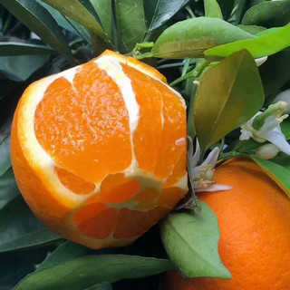 小博生鲜湖北秭归伦晚橙子9斤装 脐橙新鲜 当季新鲜水果