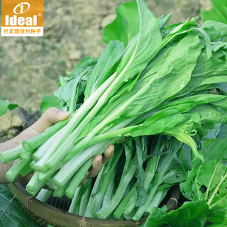 Ideal 理想农业 苏苔绿菜苔种子四季蔬菜种籽庭院易种绿菜苔种子10g