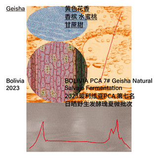 2023玻利维亚PCA第二名 日晒瑰夏 极浅烘焙咖啡 100g