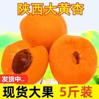 陕西大黄杏新鲜水果水果杏子酸甜好吃当季金太阳杏包邮
