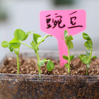 寿禾 植物根系观察窗种子趣味种植套装亲子互动 透明根系观察盒-豌豆