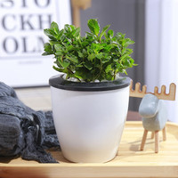 慎思苑薄荷盆栽可食用水培柠檬薄荷苗迷迭香铜钱草文竹室内绿植土培植物 薄荷1盆+（自吸水懒人盆）