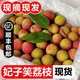 正宗妃子鲜荔枝4.5斤单果19g起海南现摘新鲜水果广东
