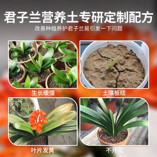 尚洋君子兰专用植物营养土园艺绿植花卉盆栽养花土复合基质种植土壤 君子兰营养土8L-(九合一)