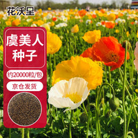 花沃里虞美人花种子约2万粒 花卉种子盆栽阳台种菜土庭院/田间种植草籽