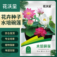 花沃里 水培碗莲荷花种子30粒/包 花卉种子家庭盆栽阳台办公庭院花坛盆栽