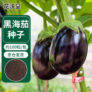 花沃里 黑海茄100粒/包 蔬菜种子四季蔬菜种籽速成菜阳台盆栽庭院田间种