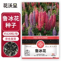 花沃里鲁冰花种子约120粒 花卉种子盆栽阳台种菜土四季草籽阳台庭院种植
