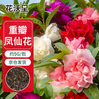 花沃里重瓣凤仙花种子5g/包 花卉种子家庭盆栽土阳台种菜办公庭院草籽