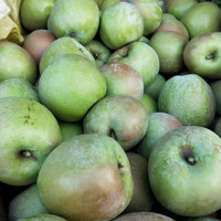 乡语小吖正宗印度青苹果 8斤70-75mm 老式丑苹果印冬青苹果 新鲜水果生鲜