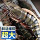 巨型黑虎虾800g/盒