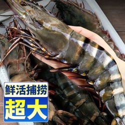 巨型黑虎虾800g/盒