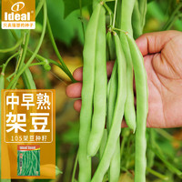 IDEAL理想农业 架豆种子扁豆四季豆种籽豆角缸豆种子蔬菜种子40g*1袋