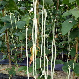 寿禾 豇豆种子白长老品种好吃易种蔬菜种籽 潍育妍白7号豆角种子10g
