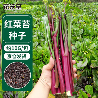 花沃里 红菜苔种子10g 蔬菜种子 红珍珠番茄西红柿菜心阳台庭院田间种植