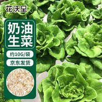 花沃里奶油生菜种子10g/包 蔬菜种子四季绿叶菜籽阳台盆栽庭院田间种菜