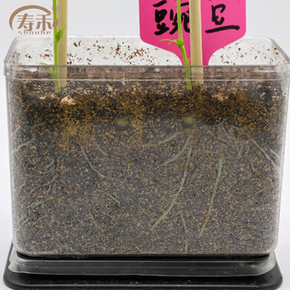 寿禾 儿童植物盆栽根系生长观察窗 黄瓜种子30粒观察套装