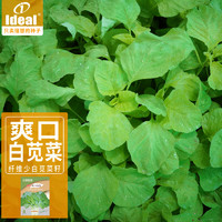 Ideal 理想农业 白苋菜种子 10g