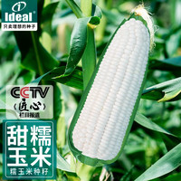 IDEAL理想农业 玉米种子白糯玉米种子春秋季早熟大棒型糯玉米种籽 白甜糯玉米种子30g*1袋