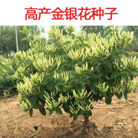 帅轩金银花种子 四季金银花 中药材可食用泡茶种子忍冬植物 金银花100粒+肥