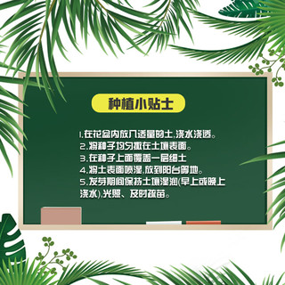 花沃里三色堇花种子约700粒 花卉种子四季草籽家庭盆栽土阳台庭院种植