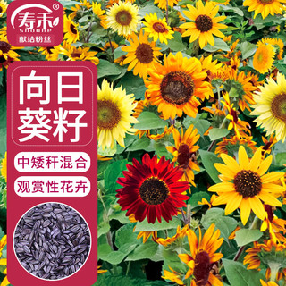 寿禾 向日葵种子观赏家庭花卉种籽 向日葵种子(中矮杆品种混合)200粒