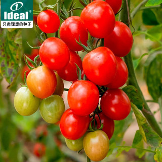 IDEAL理想农业 番茄种子水果西红柿种子四季蔬菜种子樱桃小番茄种籽 樱桃番茄种子20粒1包