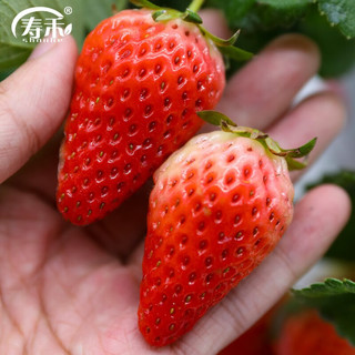 寿禾奶油草莓苗带土带盆  奶油草莓苗 1棵