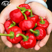 寿禾shouhe 泡椒种子小圆辣椒蔬菜菜籽 圆铃椒种子100粒