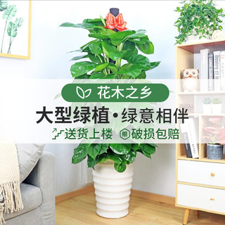 MOYi 墨一 绿萝柱盆栽大棵绿植花卉室内客厅大型绿植 绿萝柱1.2-1.4m含盆