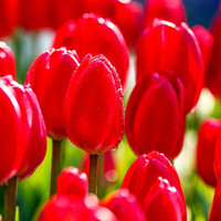 寿禾shouhe郁金香种球花种水培种子盆栽 红阿波罗郁金香种球2个