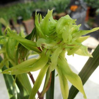 劉閣蘭花 兰花苗春兰朵香 花开富贵 不带花苞出售浓香花卉盆栽 2苗连体裸根